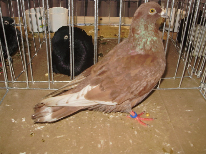 rosu tgv 5 - 1511 rz