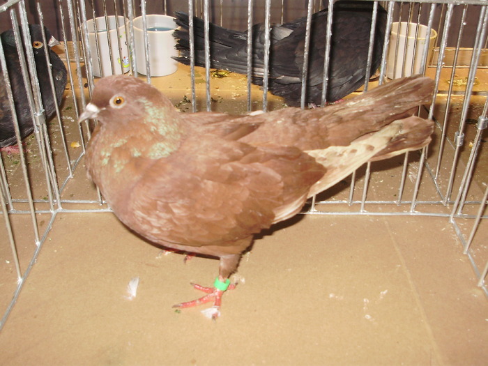 rosu tgv 7 - 1511 rz