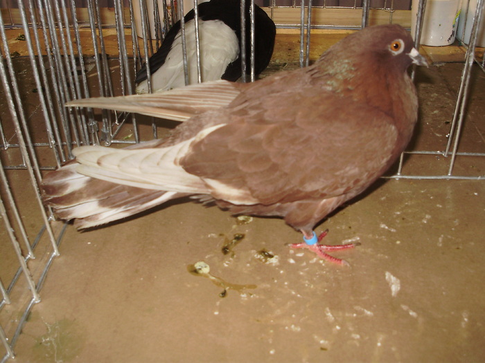 rosu tgv 8 - 1511 rz