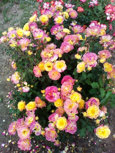  - prieure de st cosme