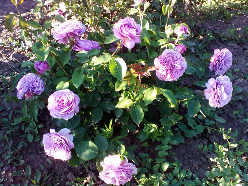  - lavander ice
