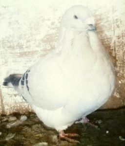 111935318_UYHEUPX3 - - A - CRESCATOR POLIVALENT