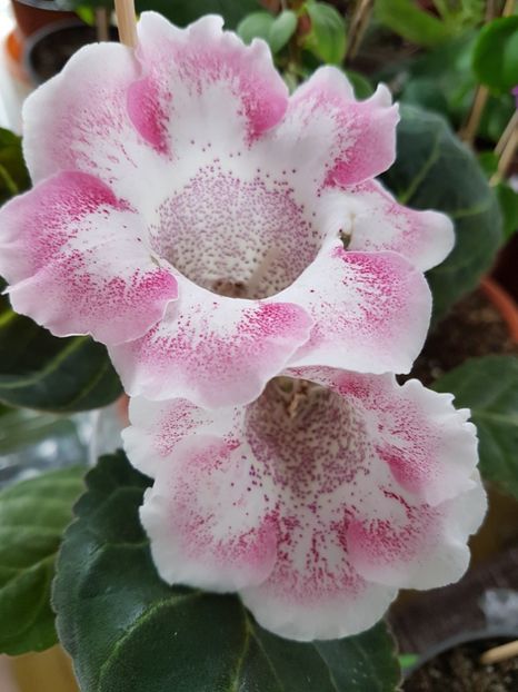  - Gloxinia 2019