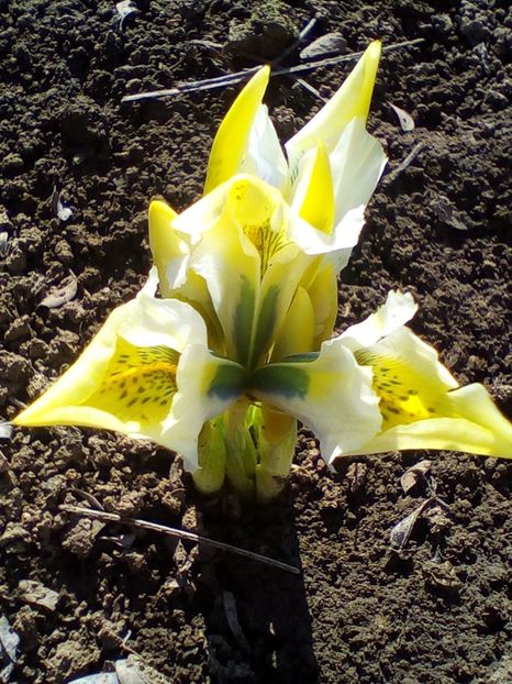  - curtea cu toate cele 2019