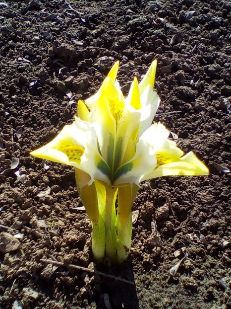  - curtea cu toate cele 2019