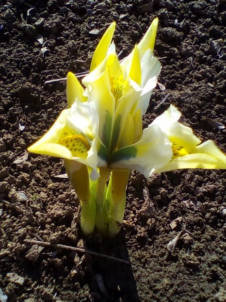  - curtea cu toate cele 2019