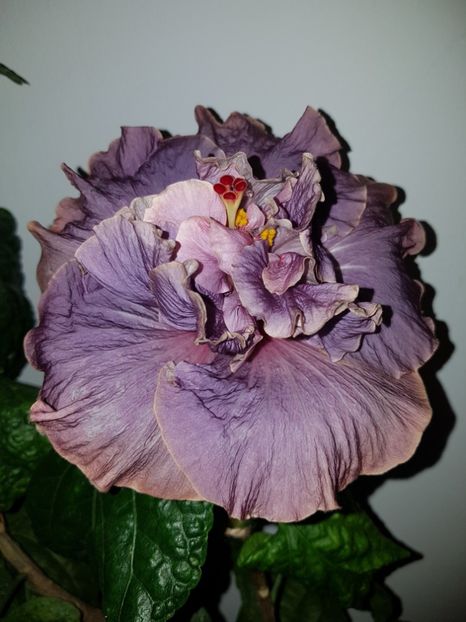 Stormy Days - SEMINTE HIBISCUS