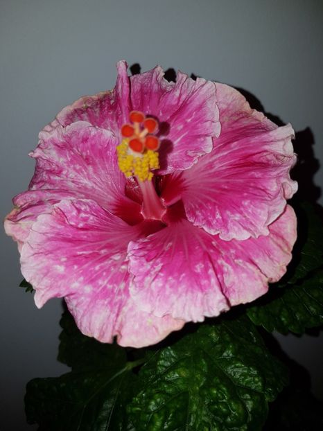 Lady in Waiting - SEMINTE HIBISCUS