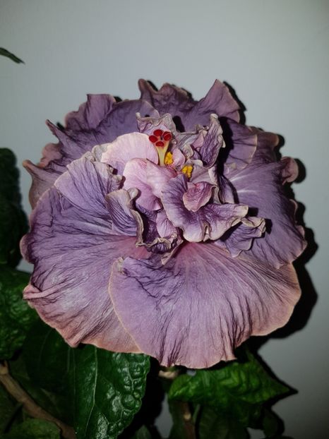  - Hibiscus Stormy Days