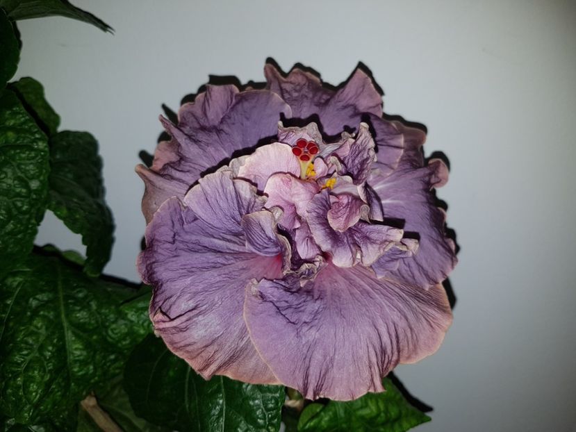  - Hibiscus Stormy Days