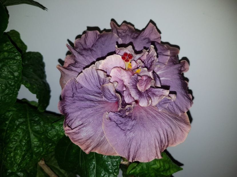  - Hibiscus Stormy Days