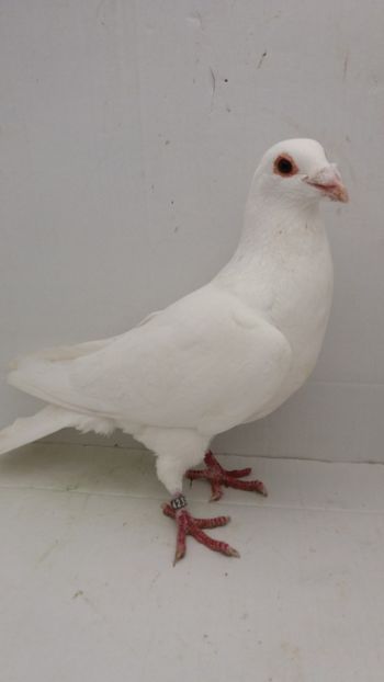 M 2014 vandut - De! voiajori vanduti