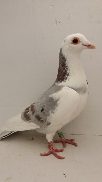 M 2018 vandut - De! voiajori vanduti