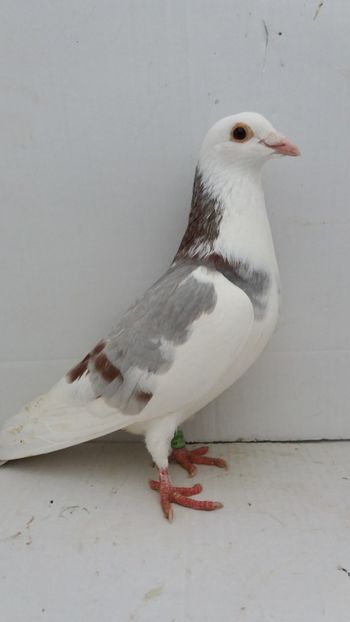 F 2018 vanduta - De! voiajori vanduti