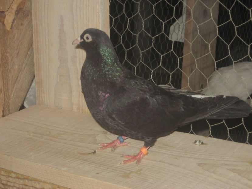 puiul nr. 3 - mascul - a7 - ZBURĂTORI de HANNOVER de vânzare