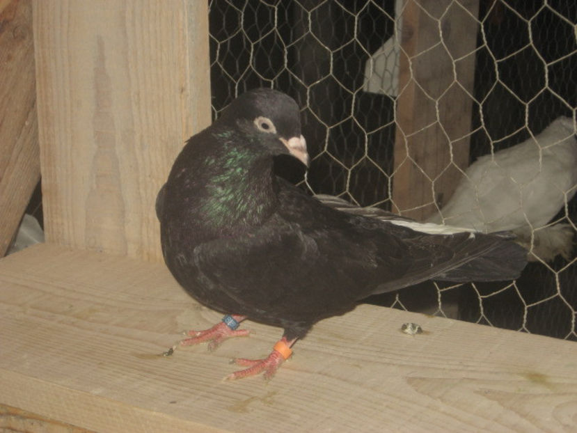 puiul nr. 3 - mascul - a7 - ZBURĂTORI de HANNOVER de vânzare