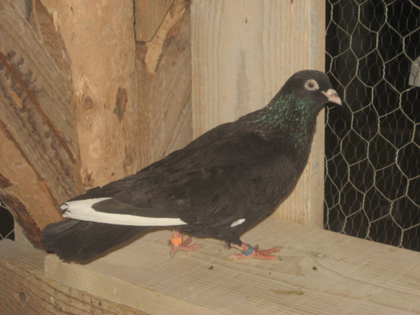 puiul nr. 3 - mascul - a7 - ZBURĂTORI de HANNOVER de vânzare