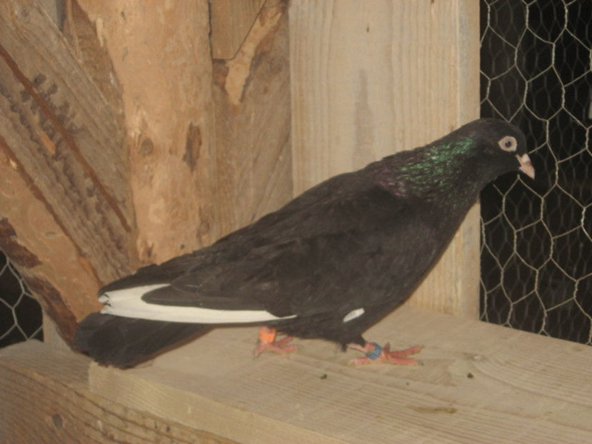 puiul nr. 3 - mascul - a7 - ZBURĂTORI de HANNOVER de vânzare