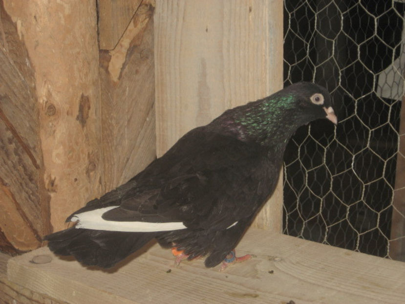 puiul nr. 3 - mascul - a7 - ZBURĂTORI de HANNOVER de vânzare