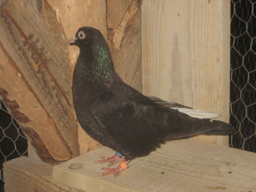 puiul nr. 3 - mascul - a7 - ZBURĂTORI de HANNOVER de vânzare