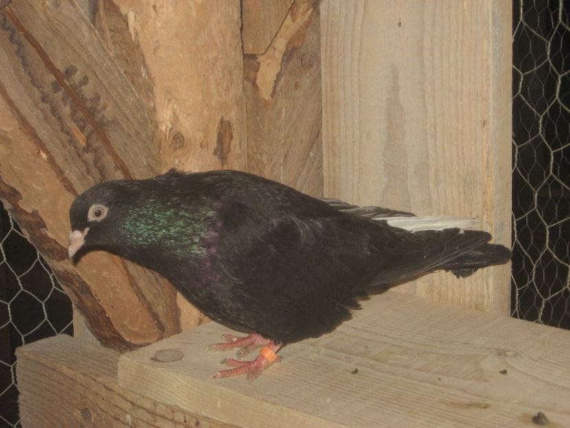 puiul nr. 3 - mascul - a7 - ZBURĂTORI de HANNOVER de vânzare