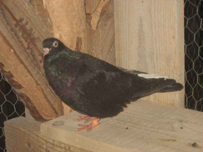 puiul nr. 3 - mascul - a7 - ZBURĂTORI de HANNOVER de vânzare