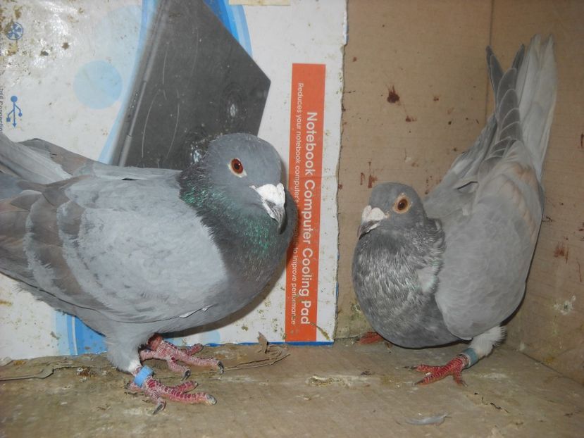  - UNDEVA IN SUCEAVA arhiva