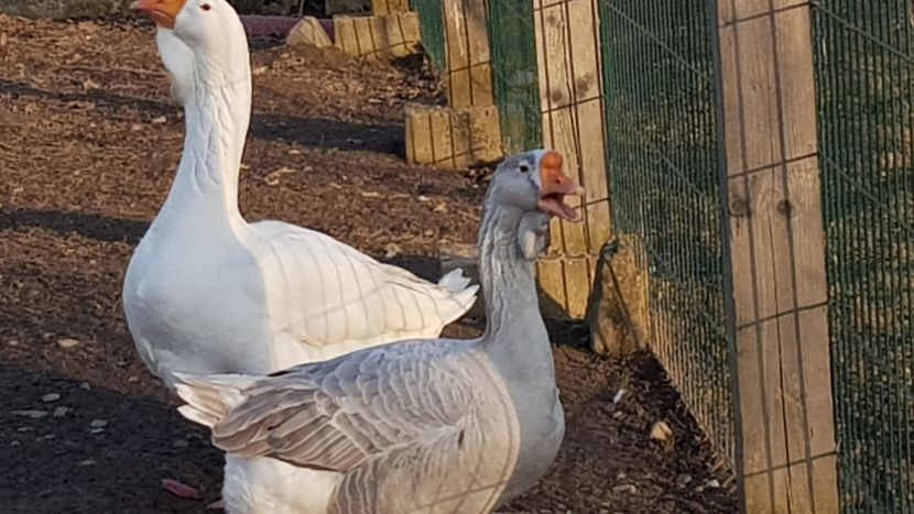  - Gâște de Holmogor 2019