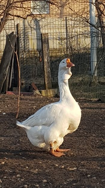  - Gâște de Holmogor 2019