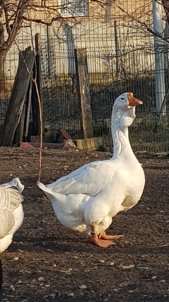  - Gâște de Holmogor 2019