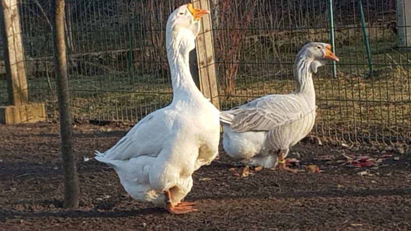  - Gâște de Holmogor 2019