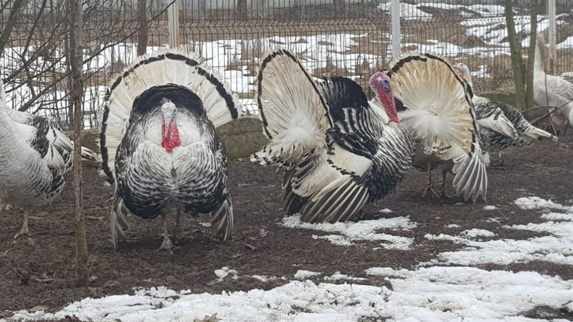  - Matca curci Crollwitzer 2019