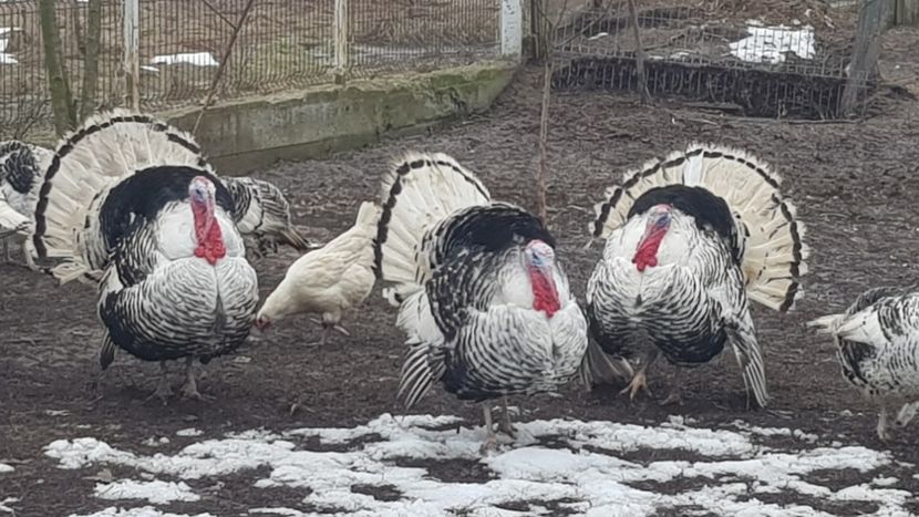  - Matca curci Crollwitzer 2019