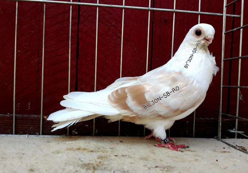Kabak - A--PICTURES OF MY PIGEON BREEDS