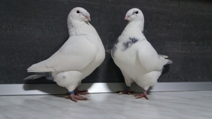 doi frati 2018 - matca 2019