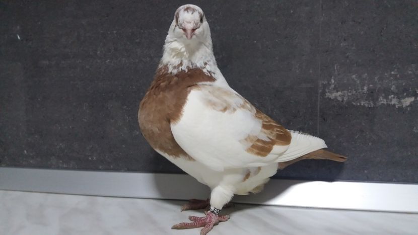 0-1 2016 - matca 2019