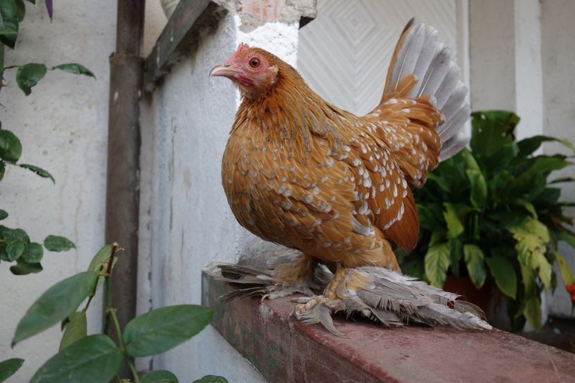  - 2 - auriu-albastru portelan