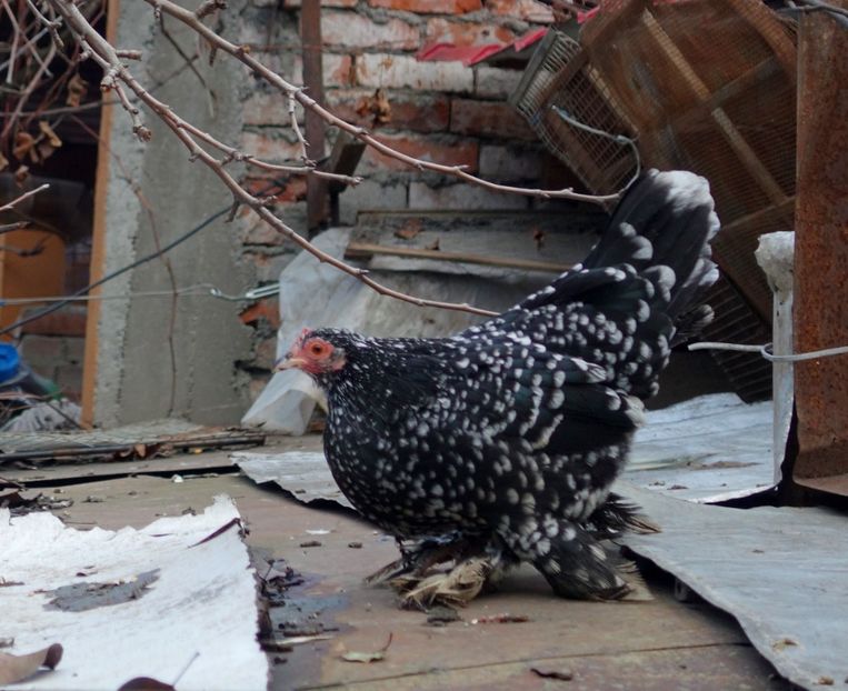  - 3 - negru bobat cu alb