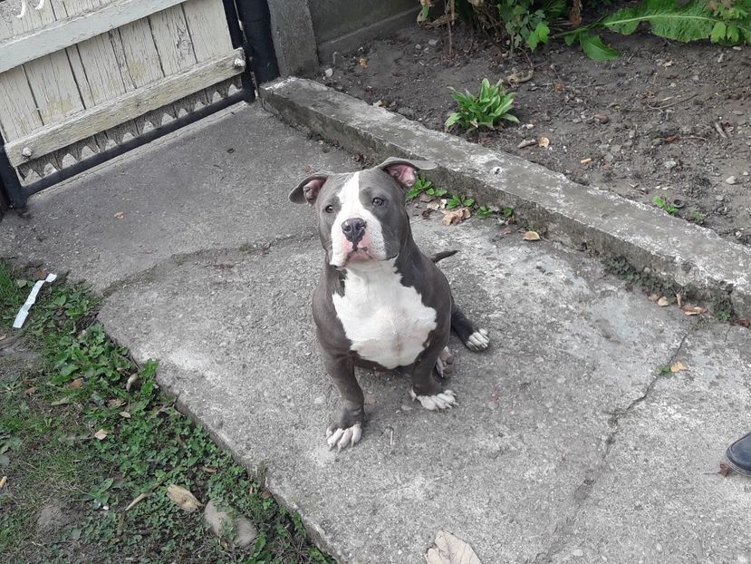 received_1953589768081731 - altele