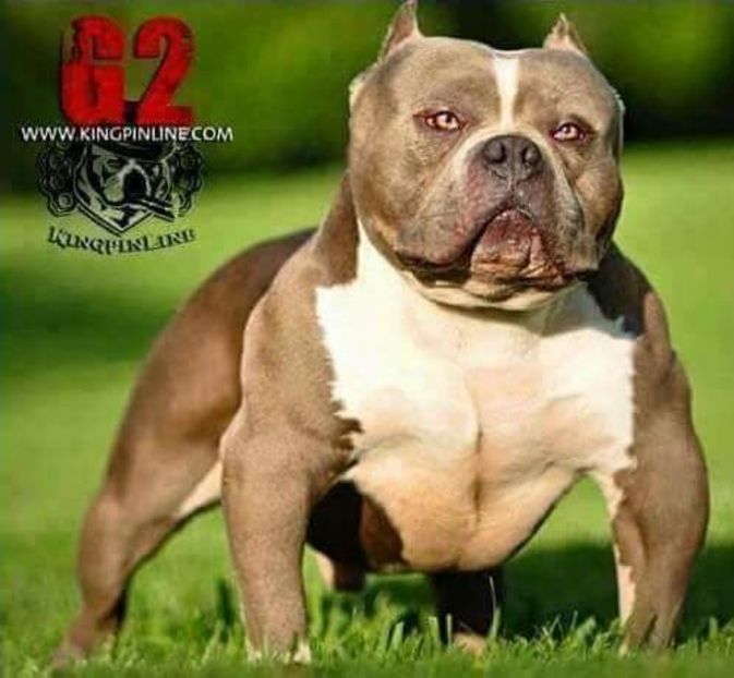 received_247754342588947 - altele