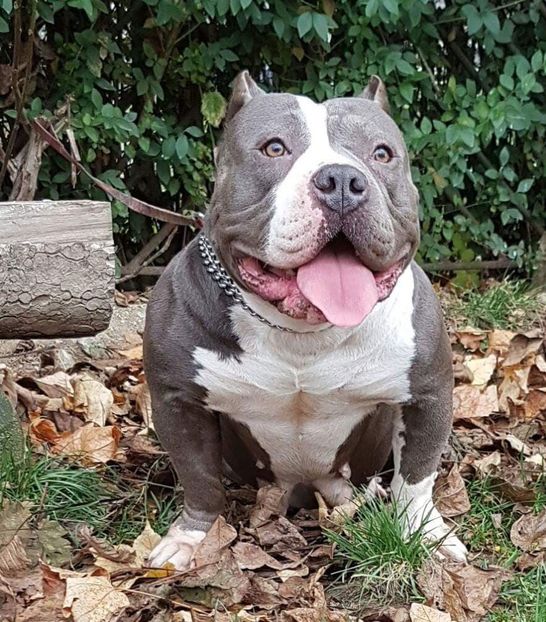 received_2228865300770631 - altele