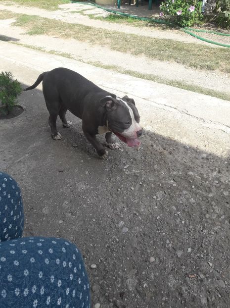 received_271447336828351 - altele