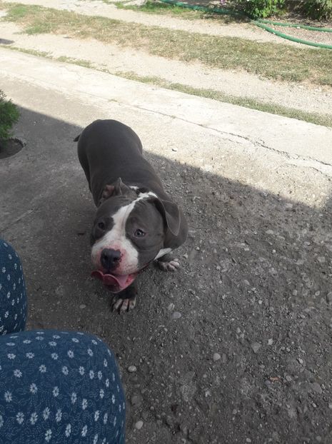 received_290145095045745 - altele