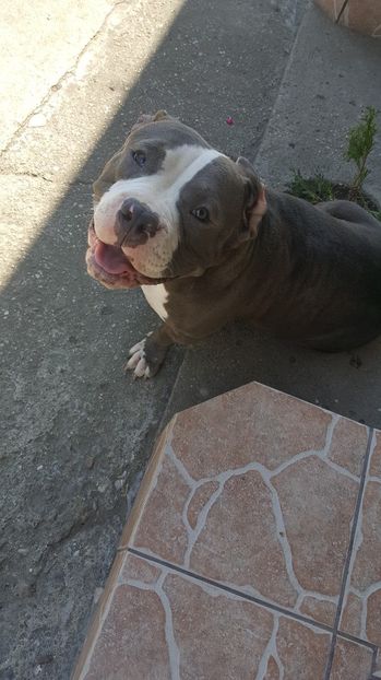 received_266754600616620 - altele