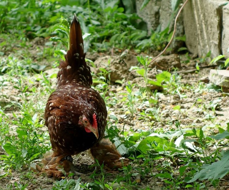  - 1 - rosu bobat cu alb