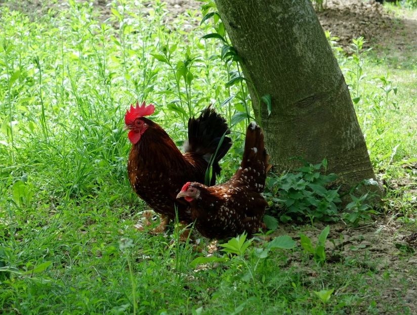  - 1 - rosu bobat cu alb