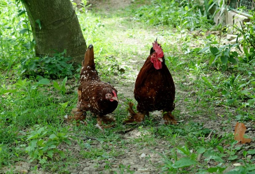  - 1 - rosu bobat cu alb