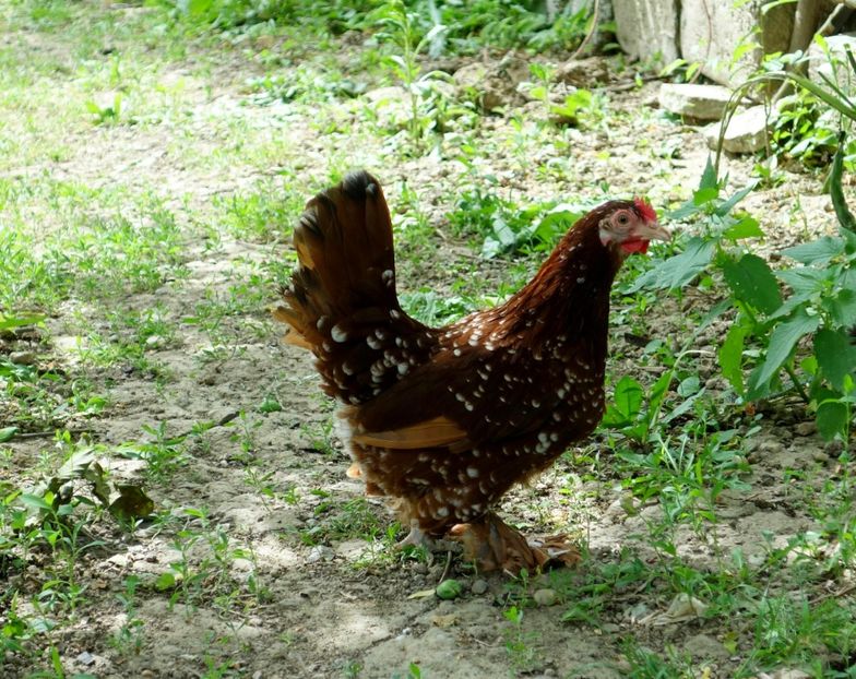  - 1 - rosu bobat cu alb