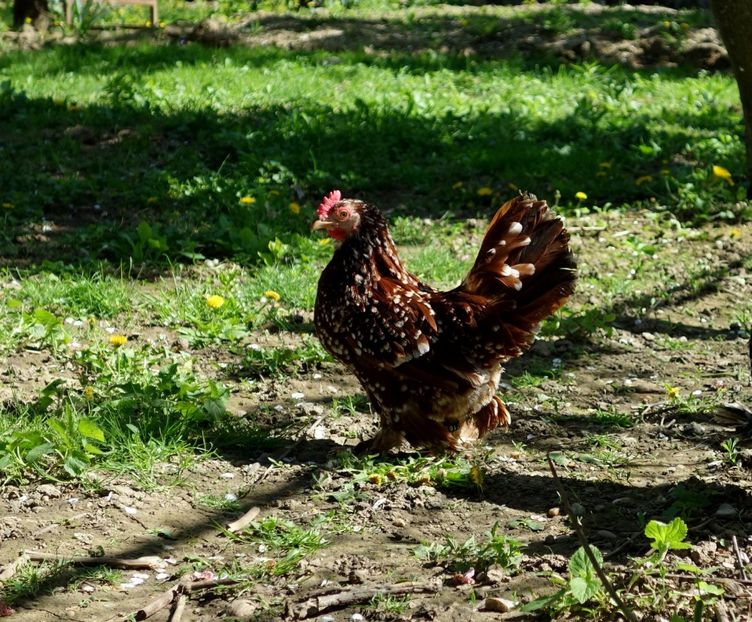  - 1 - rosu bobat cu alb