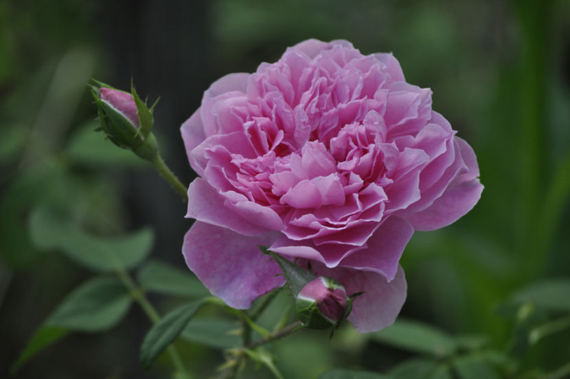 _DSC0086 - Harlow Carr